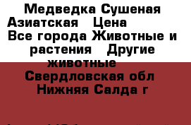 Медведка Сушеная Азиатская › Цена ­ 1 400 - Все города Животные и растения » Другие животные   . Свердловская обл.,Нижняя Салда г.